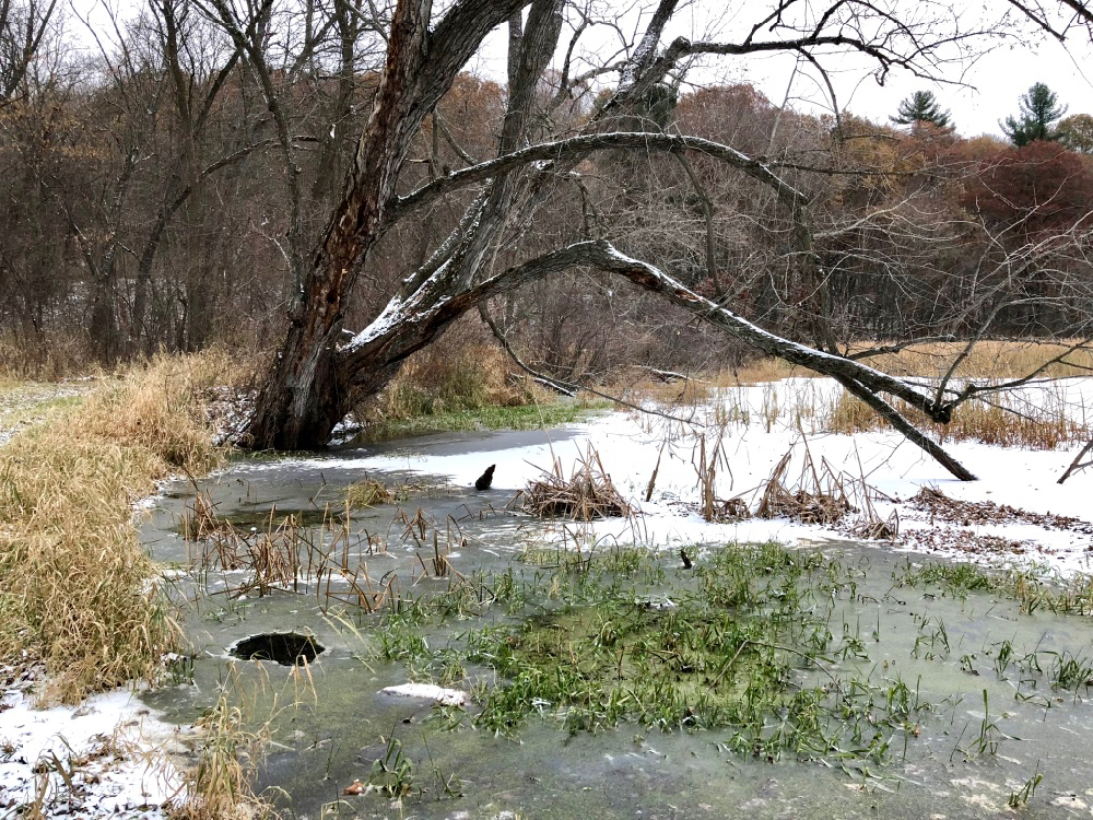 wood.ridge-scenic-Nov2019-07 | Susan Carlson Quilts
