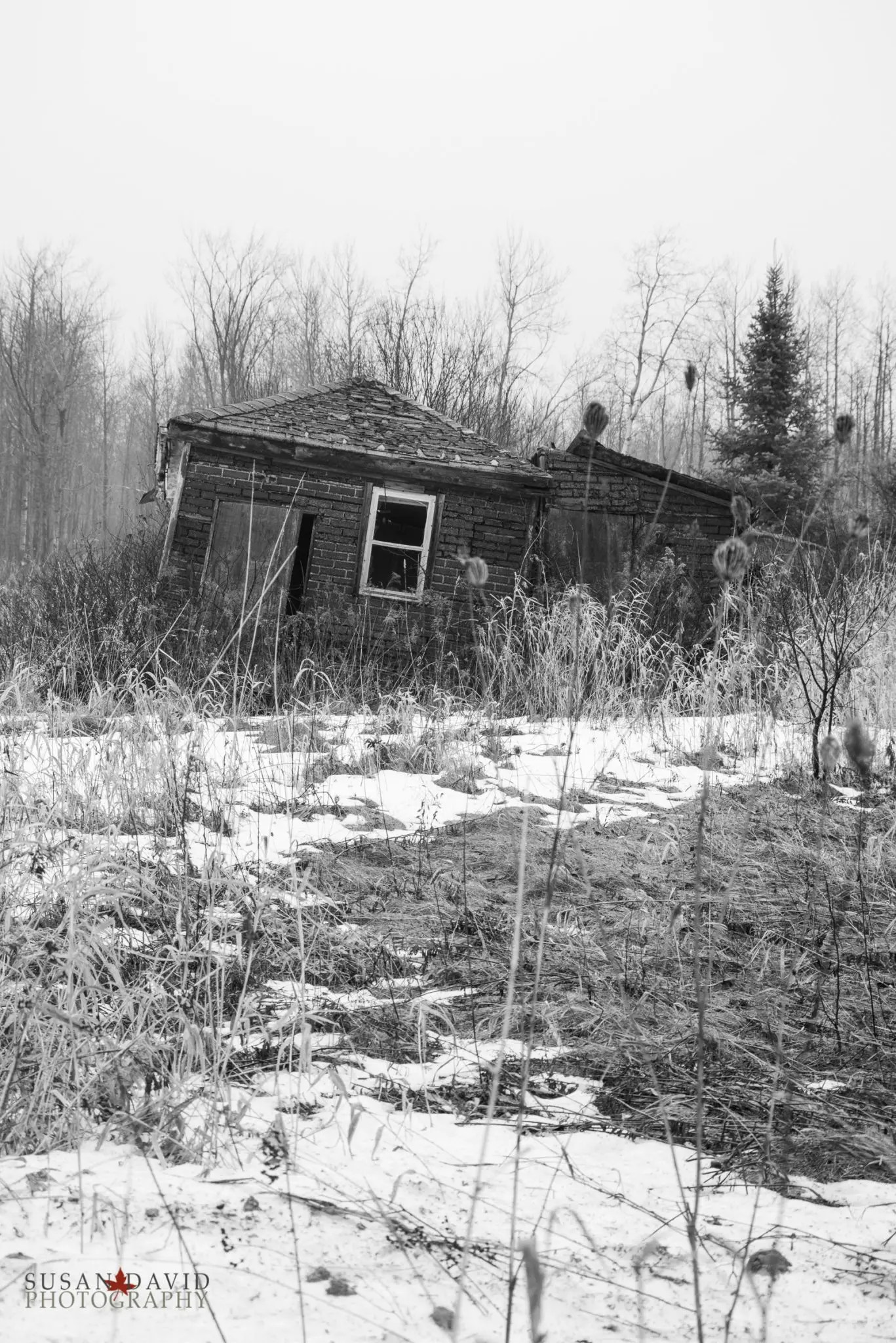 The Shrieking Shack Susan David Photography