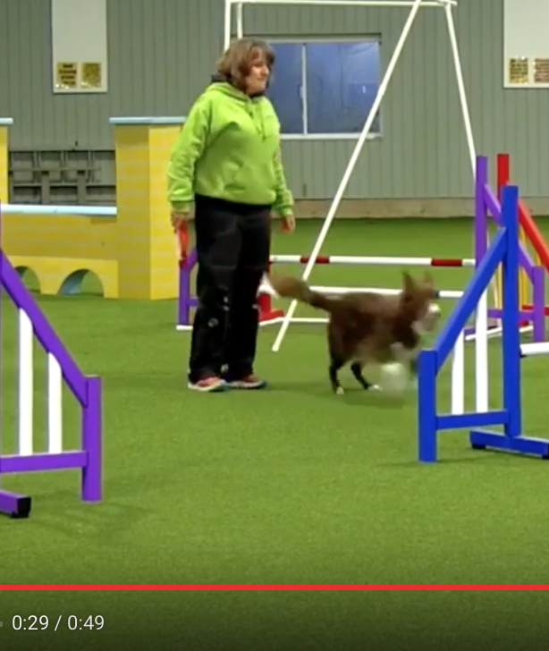 Do Agility Dogs Really Understand Verbal Cues & A New Home for