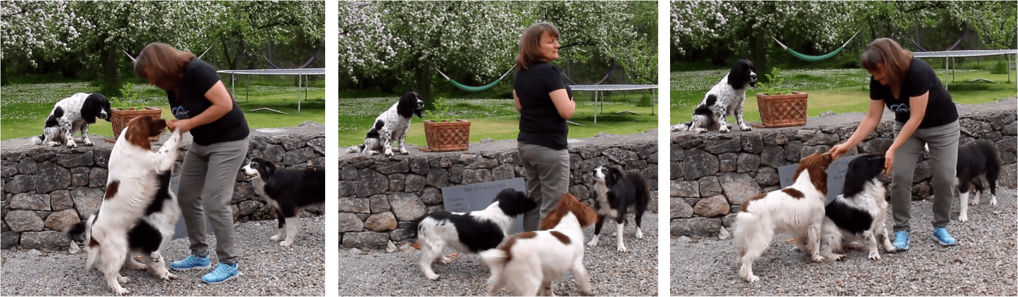 How Do I Train My Dog Not To Jump Up? | Susan Garrett's Dog Training Blog