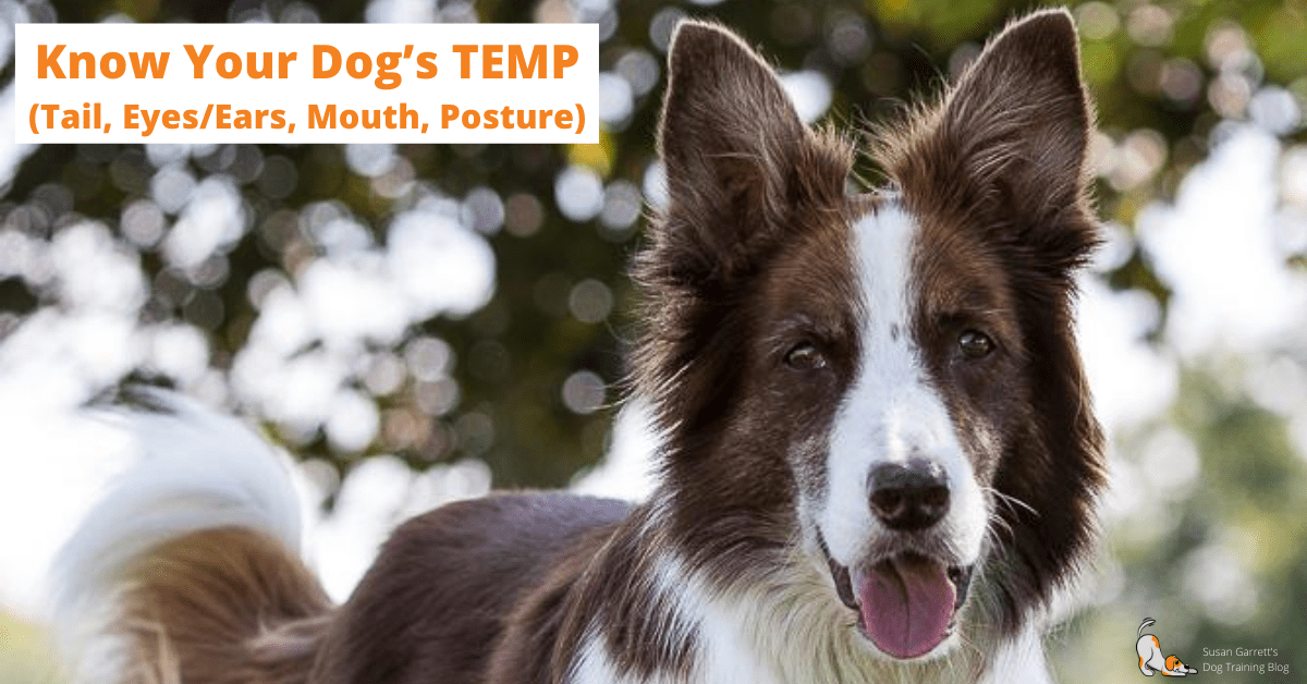 Know Your Dog's TEMP (Tail, Eyes/Ears, Mouth, Posture) Susan Garrett