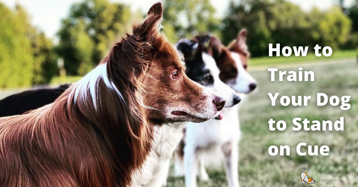 How to Train Your Dog to Stand on Cue Susan Garrett's Dog Training Blog