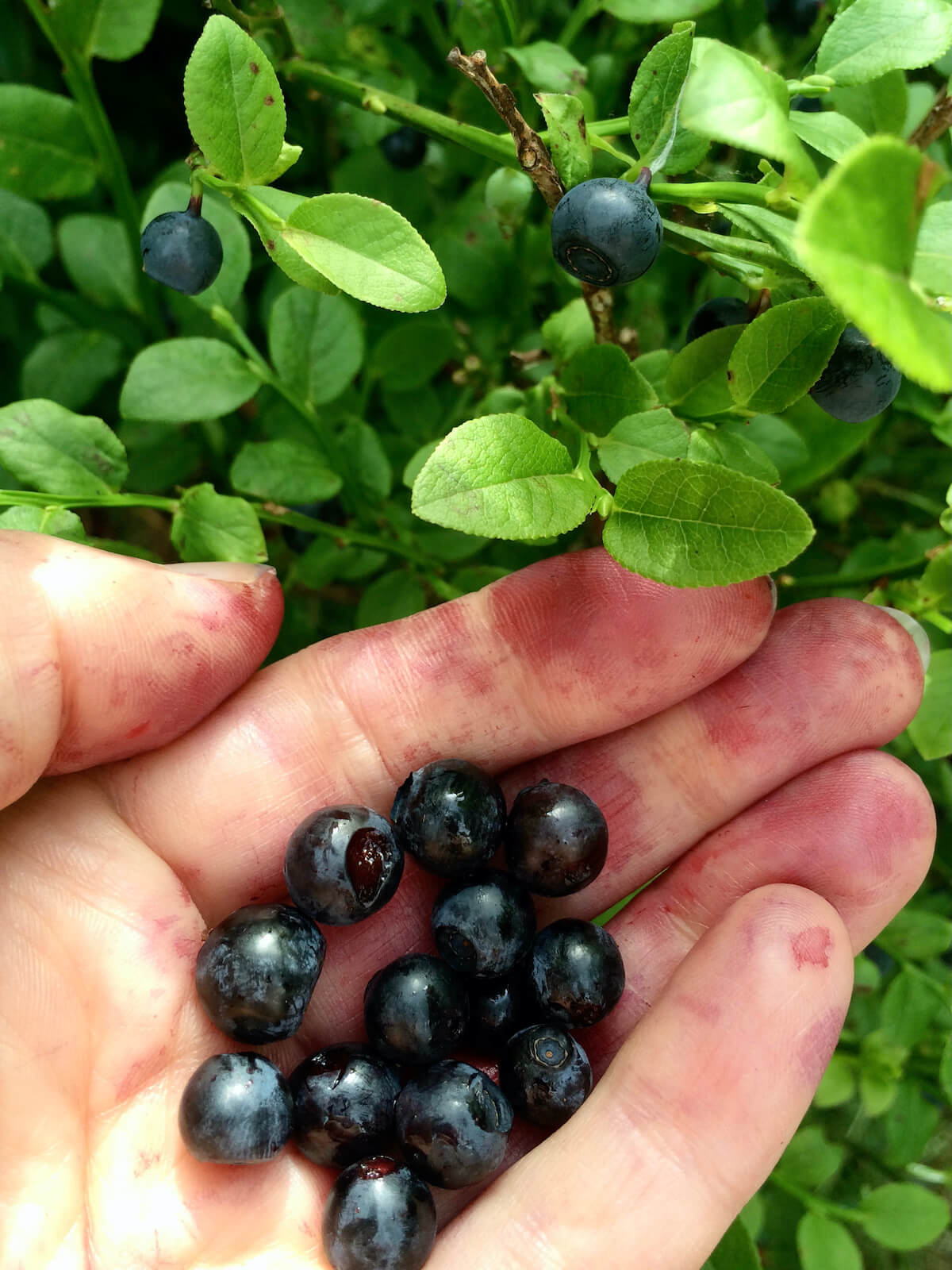 Edible Plants Susan Rushton