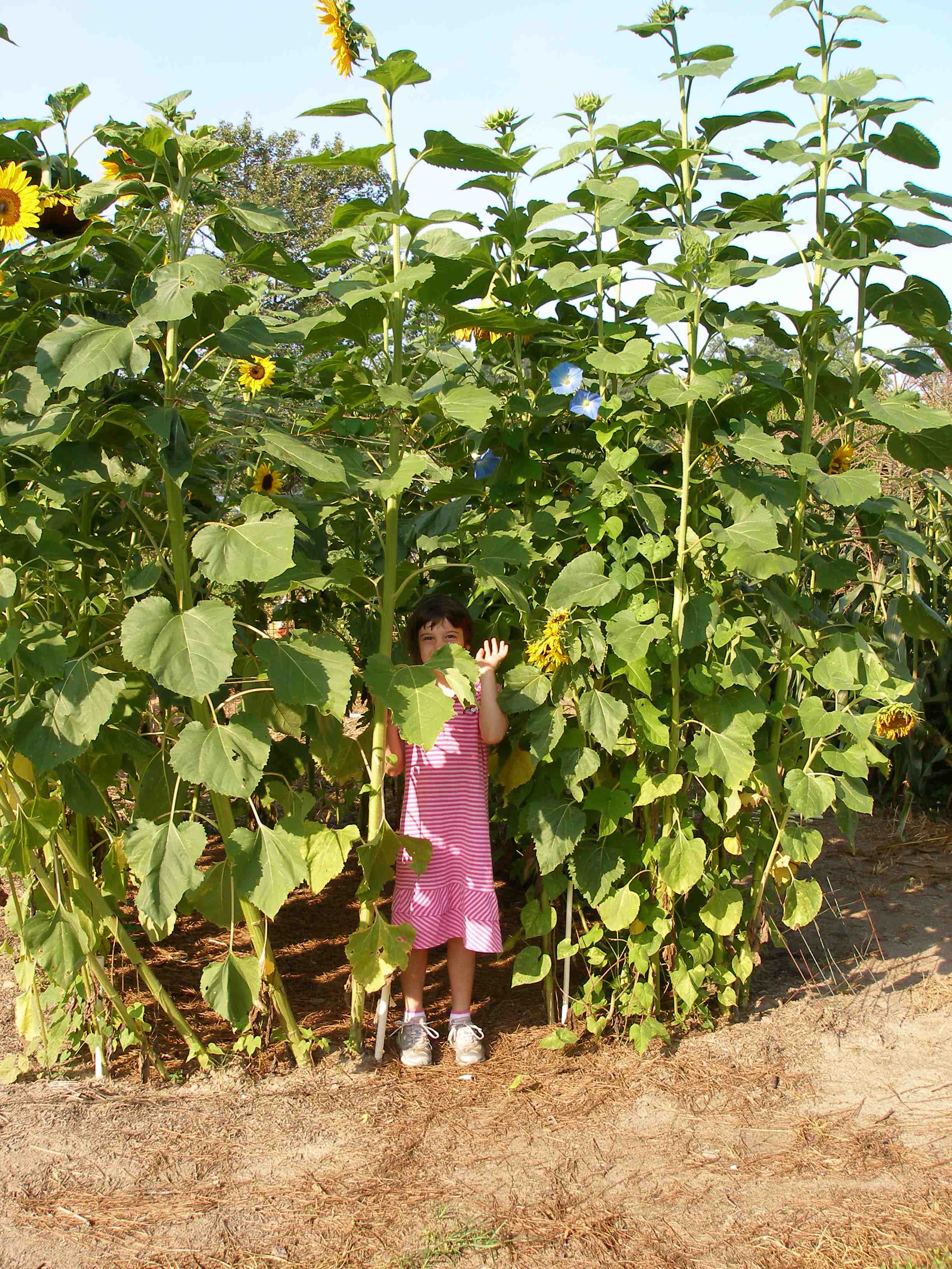 The Sunflower House Susan Wise Bauer