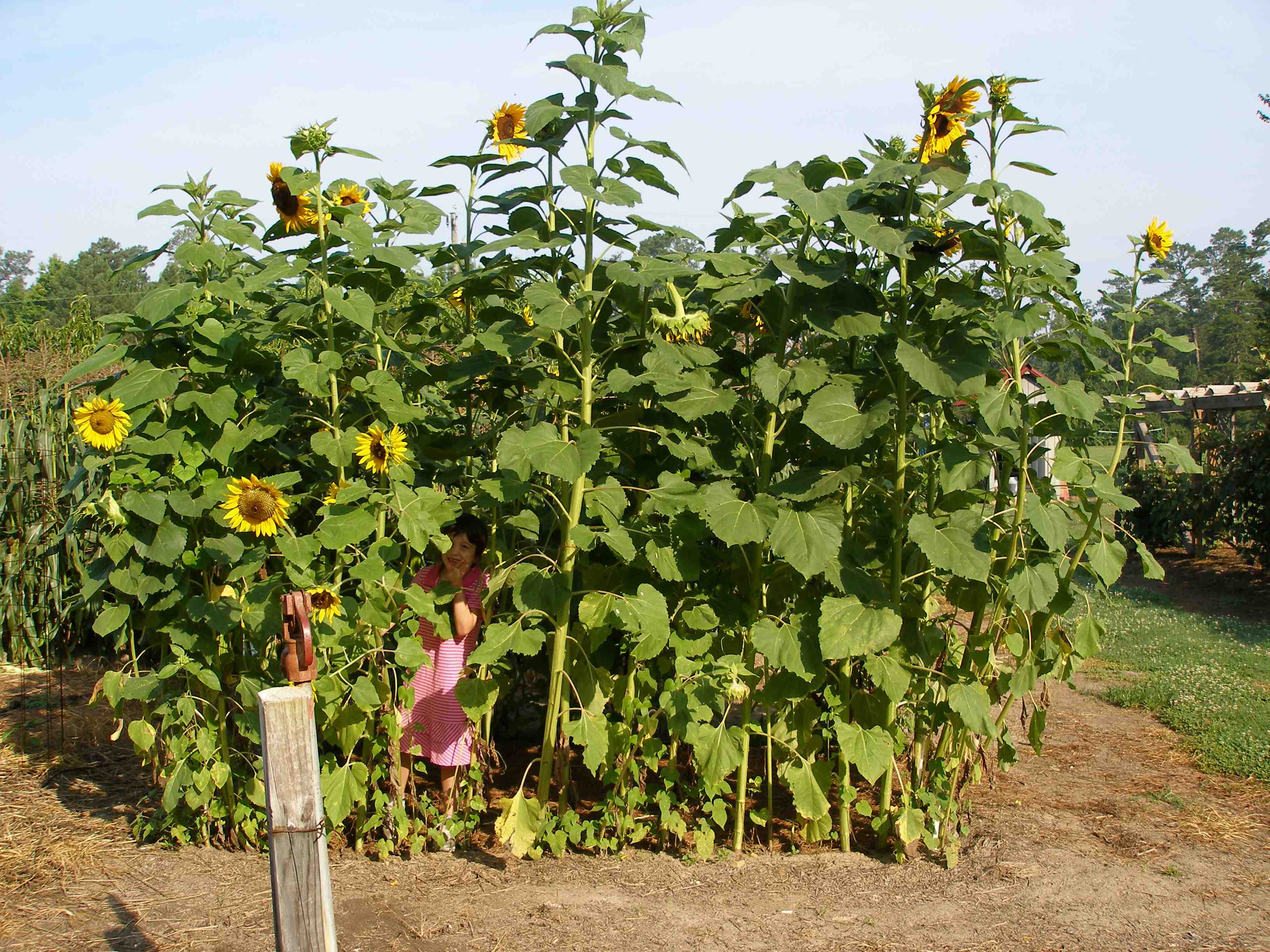 The Sunflower House Susan Wise Bauer