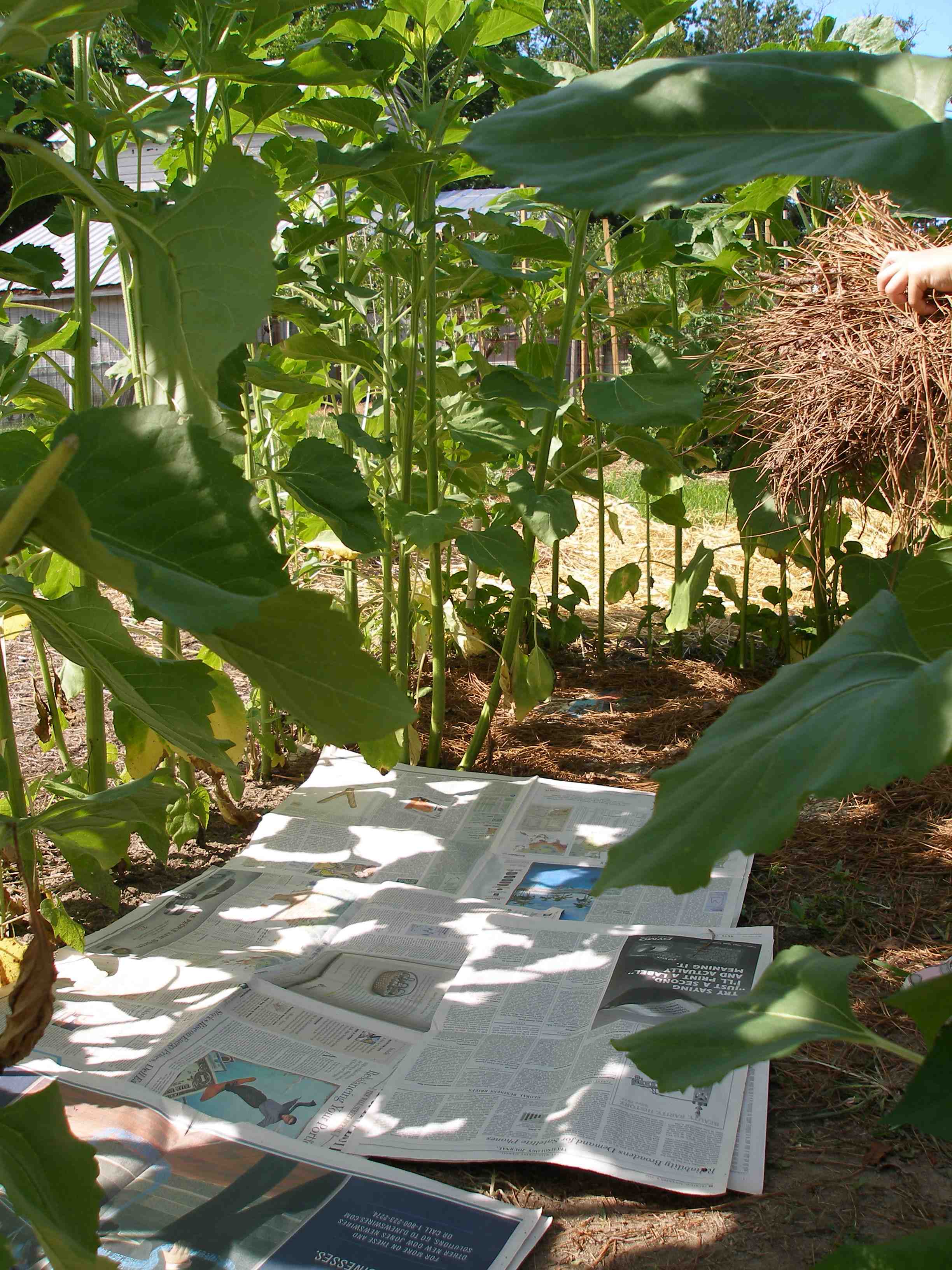 The Sunflower House Susan Wise Bauer