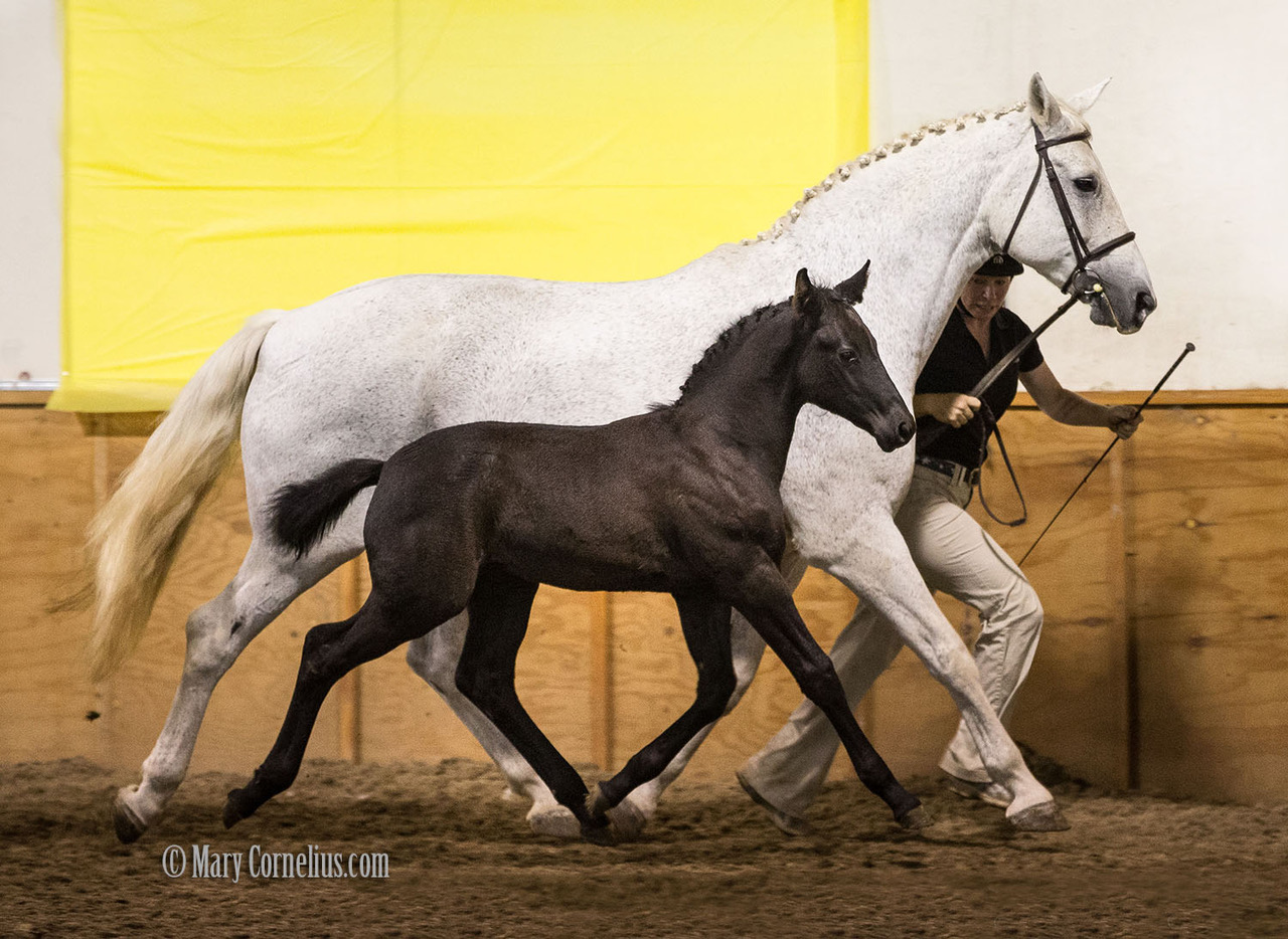 RELEVANTUS aka Zorro (Rabino/Westminster/Weltmeister) Rainbow Equus