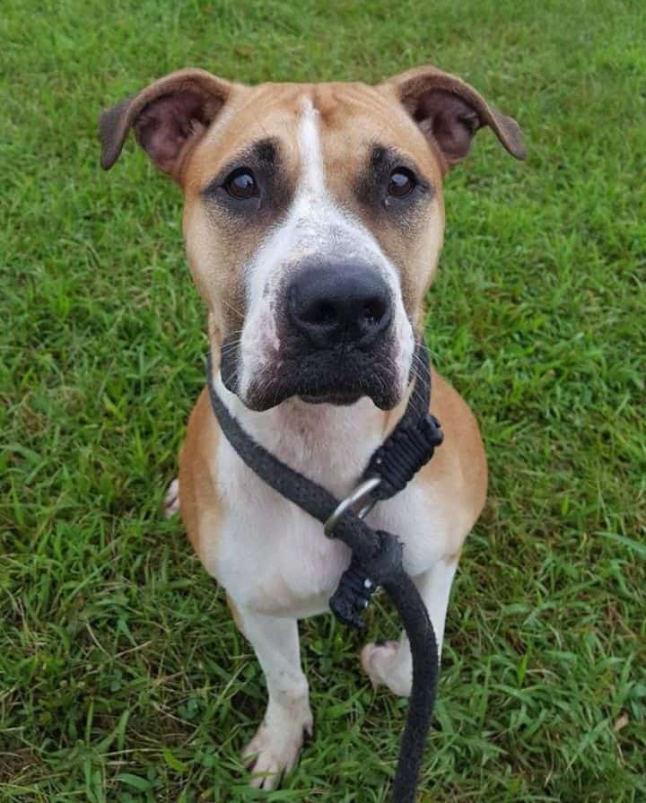 York SPCA Hosting Adoption Event.