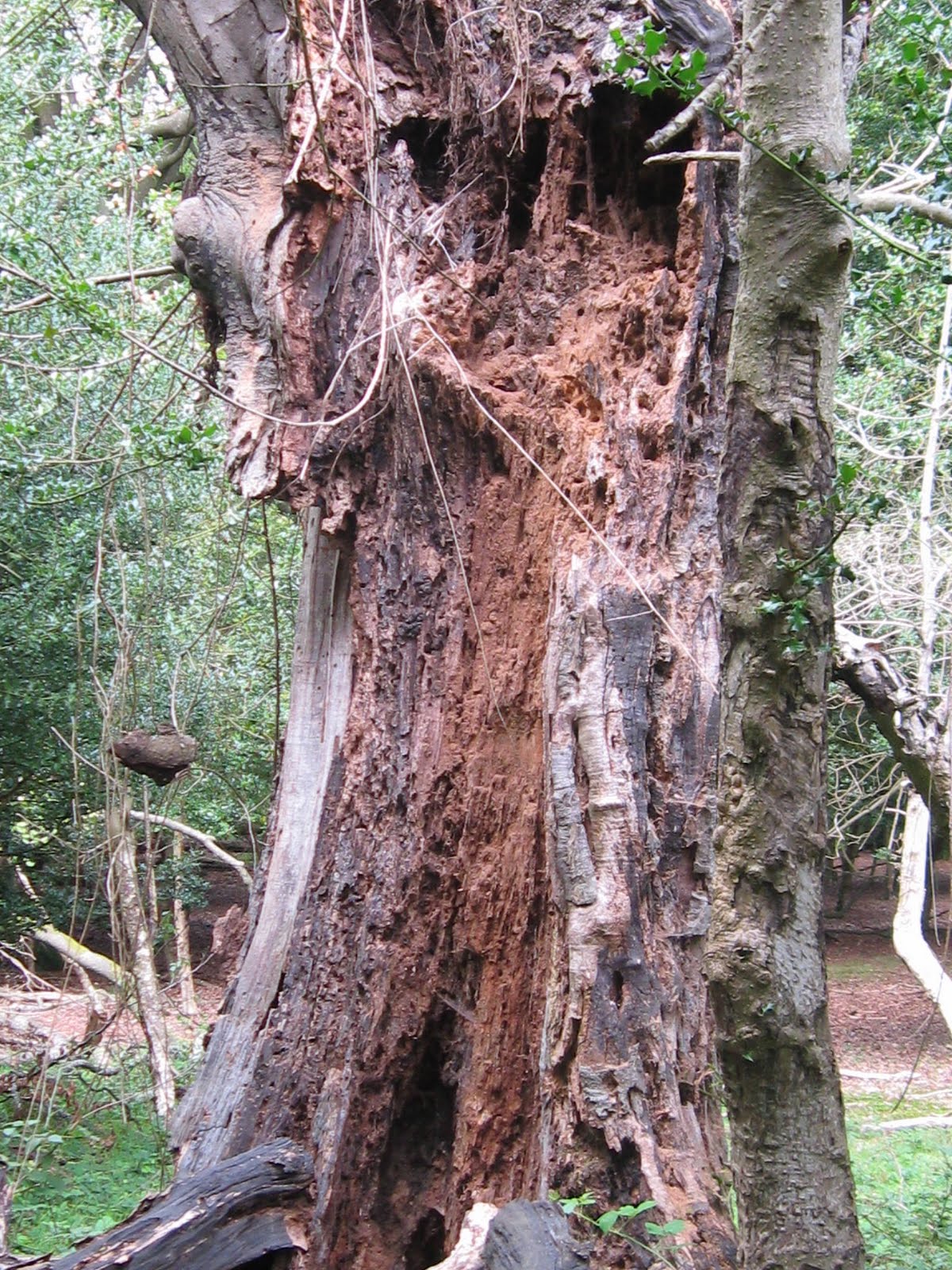Rots Sussex Tree Plant Health Diagnostics