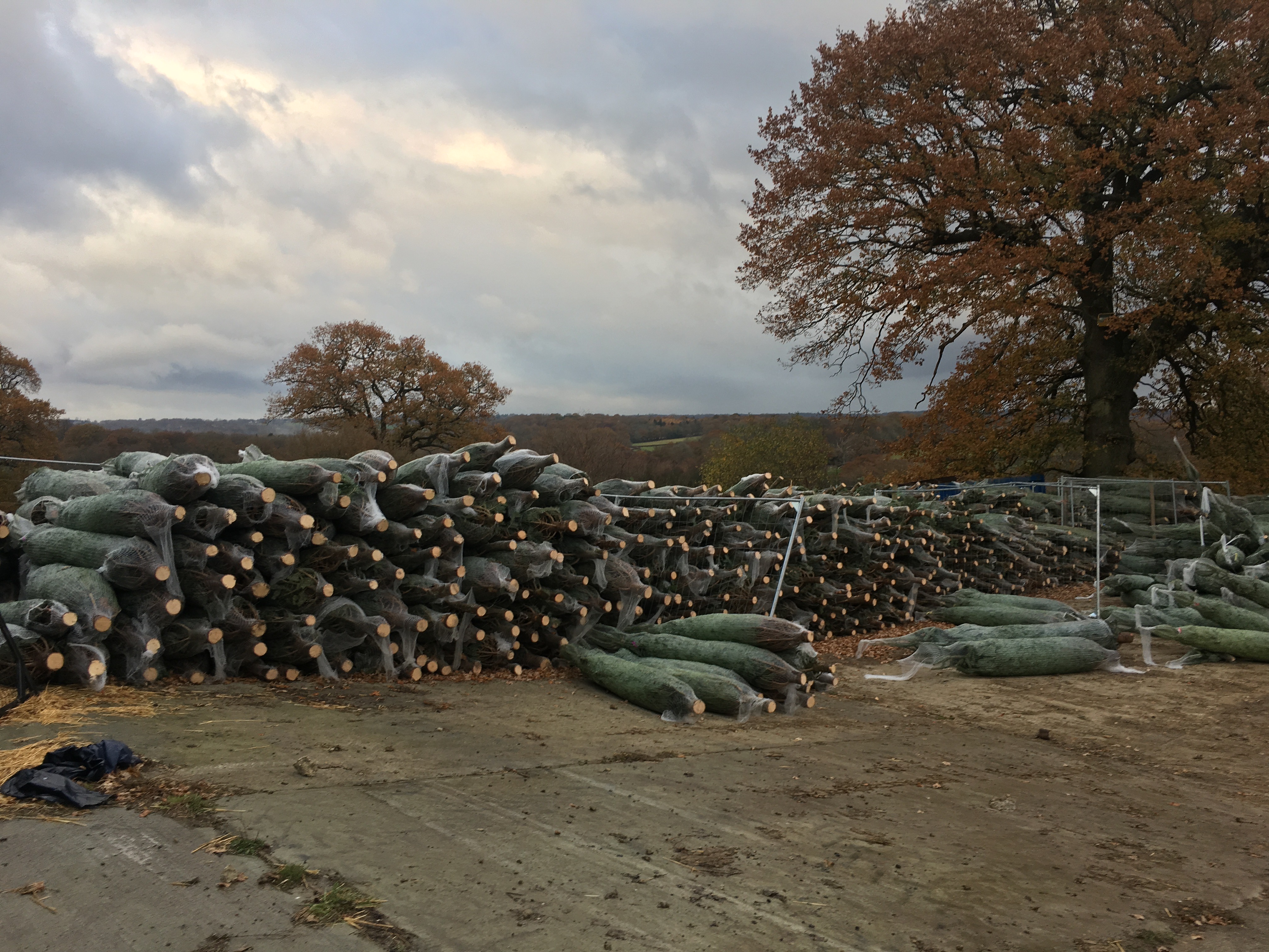 Christmas Trees for Businesses Display Trees Sussex Trees