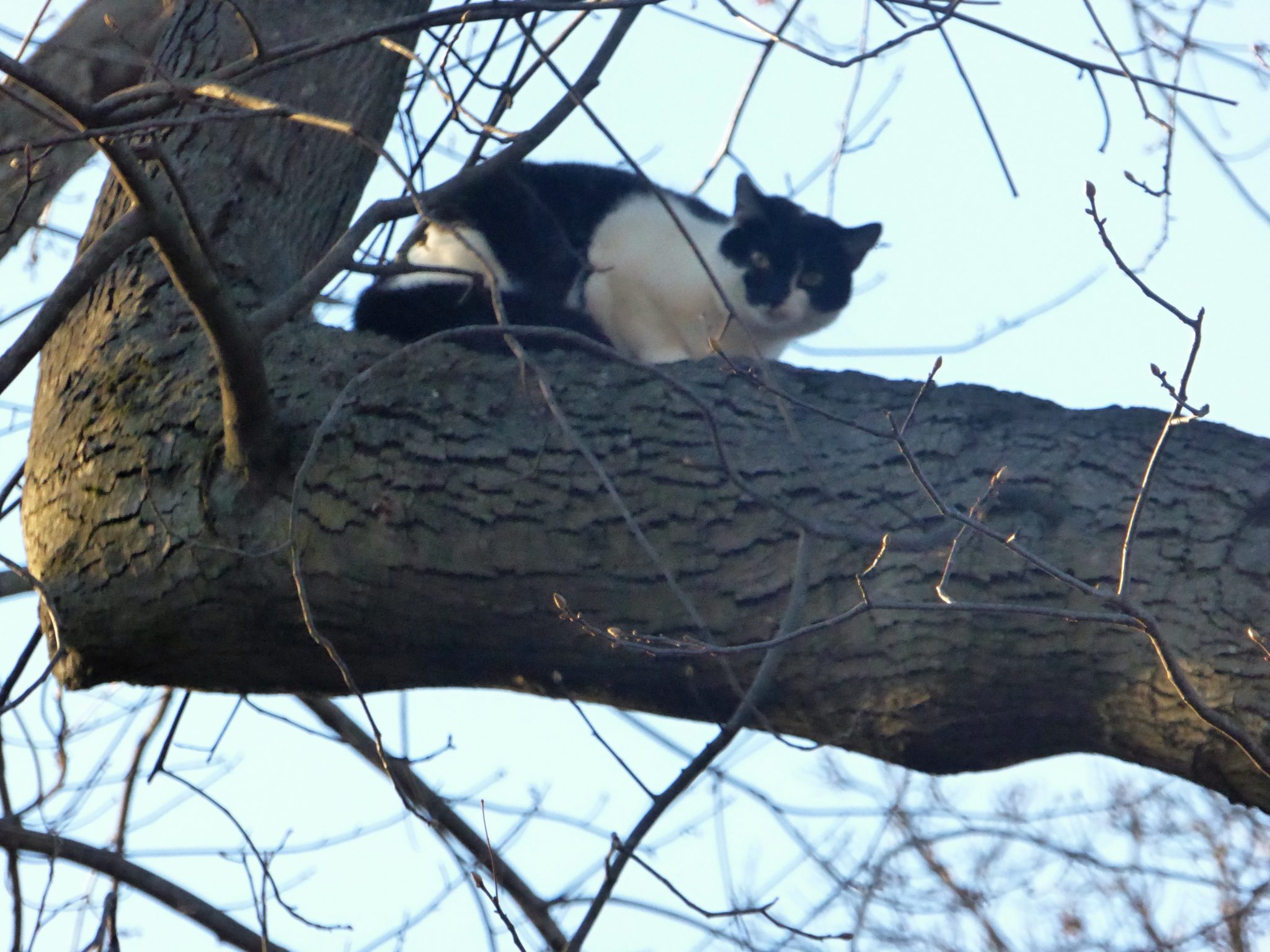 Cats Are Assholes, part 1,745,092 The Sussmans