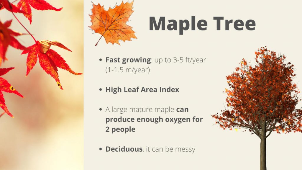 Which Trees Produce The Most Oxygen? How & Why