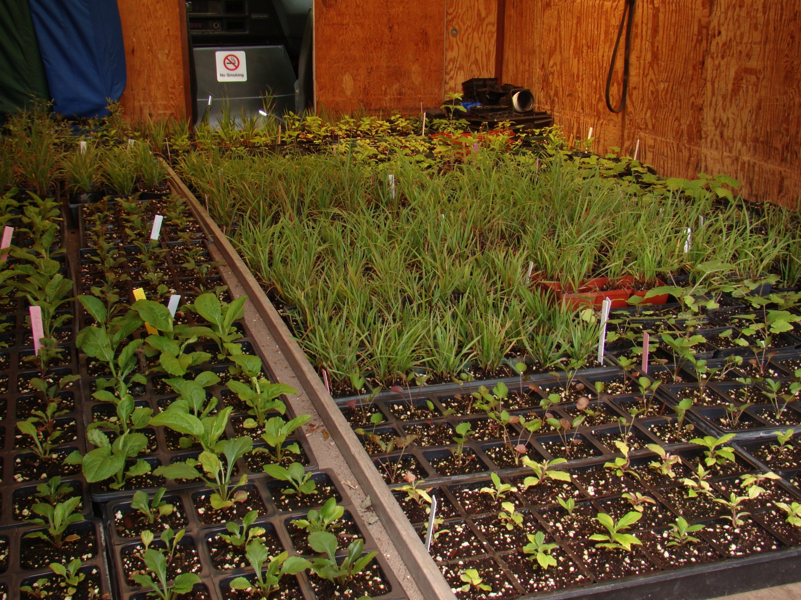 Botanic Gardens Native Lawn Sustainable Campus
