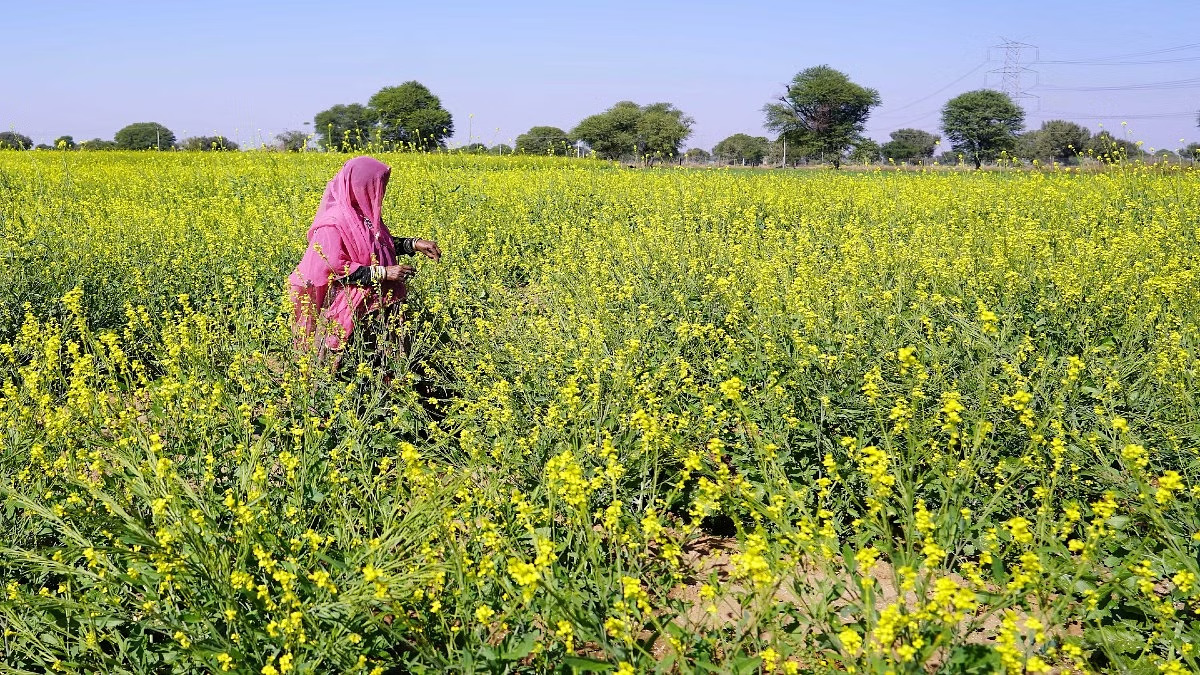 India’s GM Mustard An Increasingly Bitter Taste Sustainable Pulse