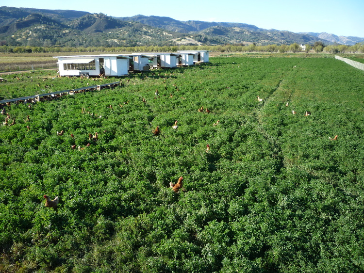CSA Farm Spotlight Riverdog Farm Sustainable Solano
