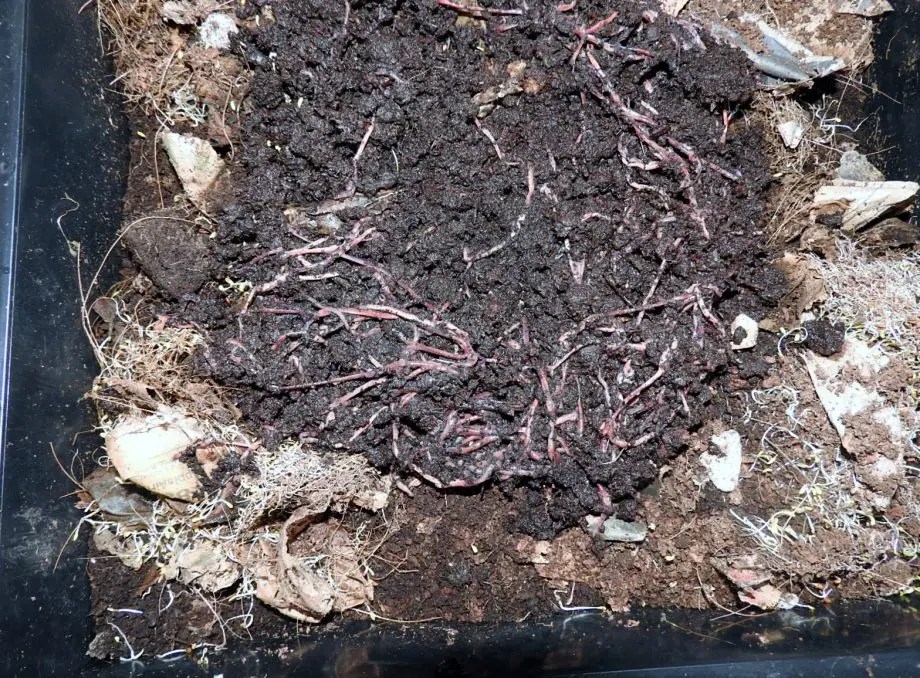 DIY Composting for Small Apartments 7 Easy Tips Sustainably Forward