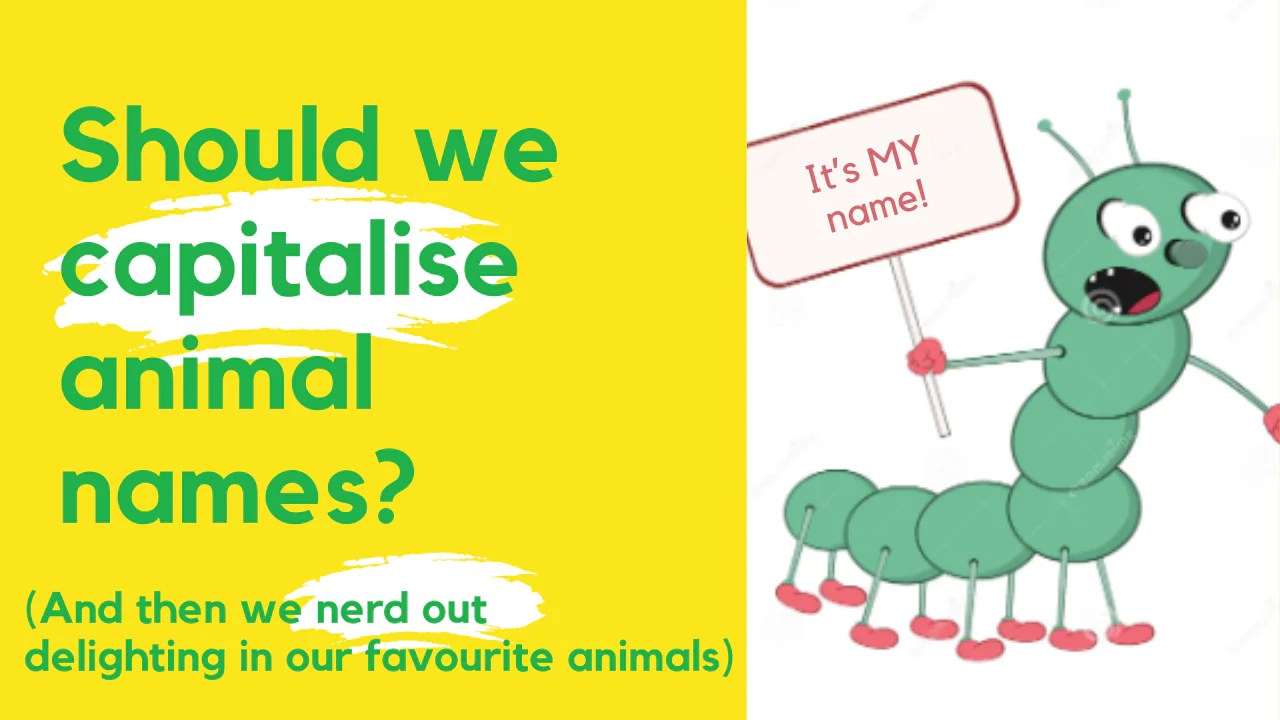 Should we capitalise animal names? Sustained Fun