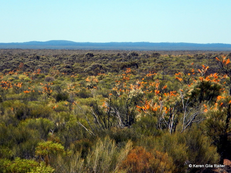 The Great Western Woodlands is there anything out there