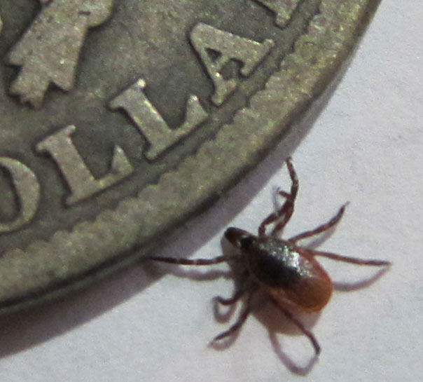 Deer Tick vs Dog Tick