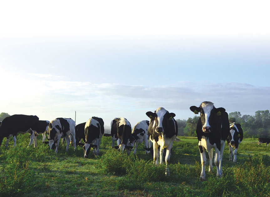 Our Farm Sutton Milk Dairy Farm Okeechobee, Florida