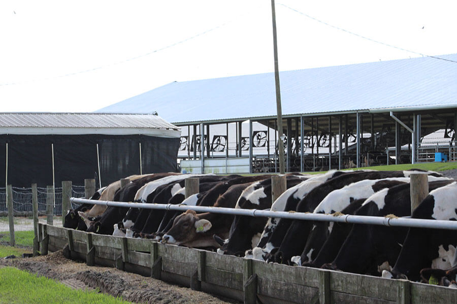 Our Farm Sutton Milk Dairy Farm Okeechobee, Florida