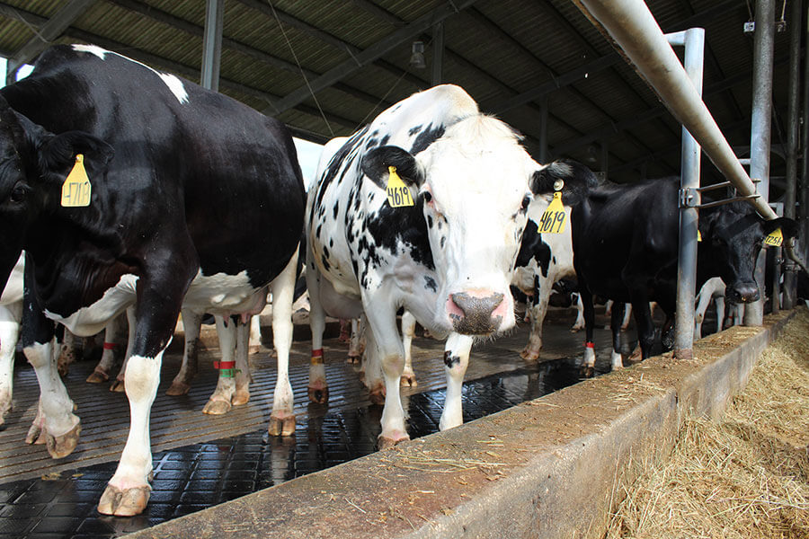 Our Farm Sutton Milk Dairy Farm Okeechobee, Florida