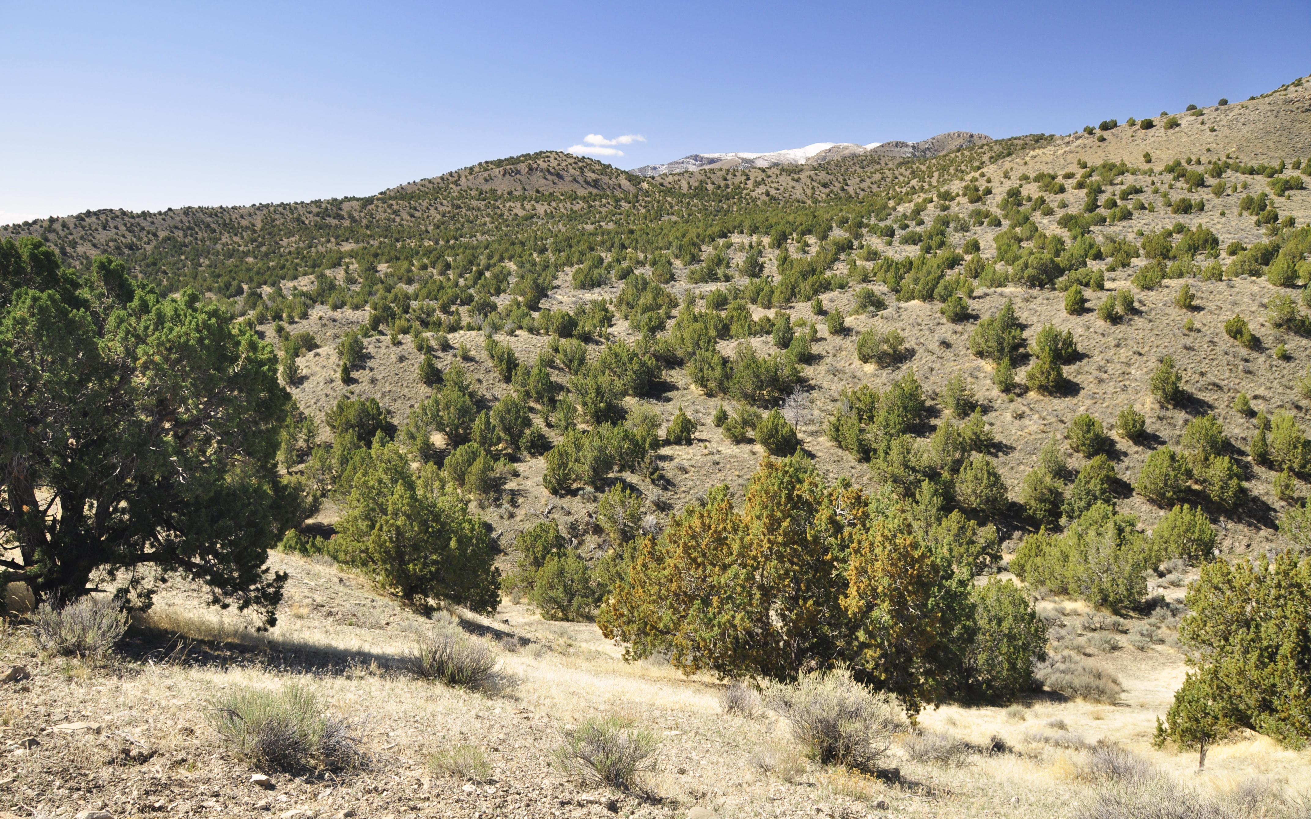Cedar Mountains Wilderness Service Project