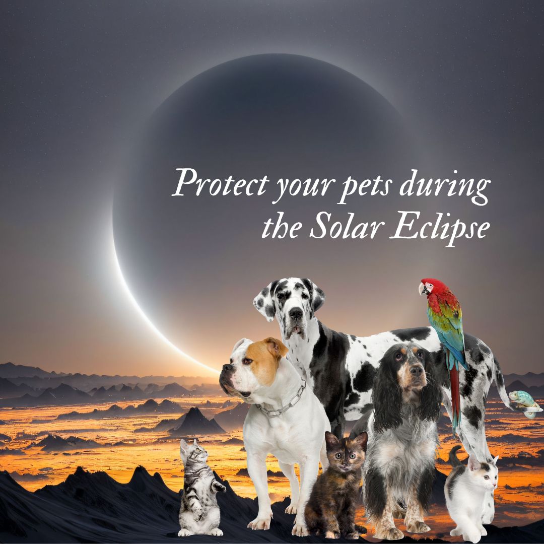 Suzana Gartner How to Keep Your Pets Safe and Happy during the Solar