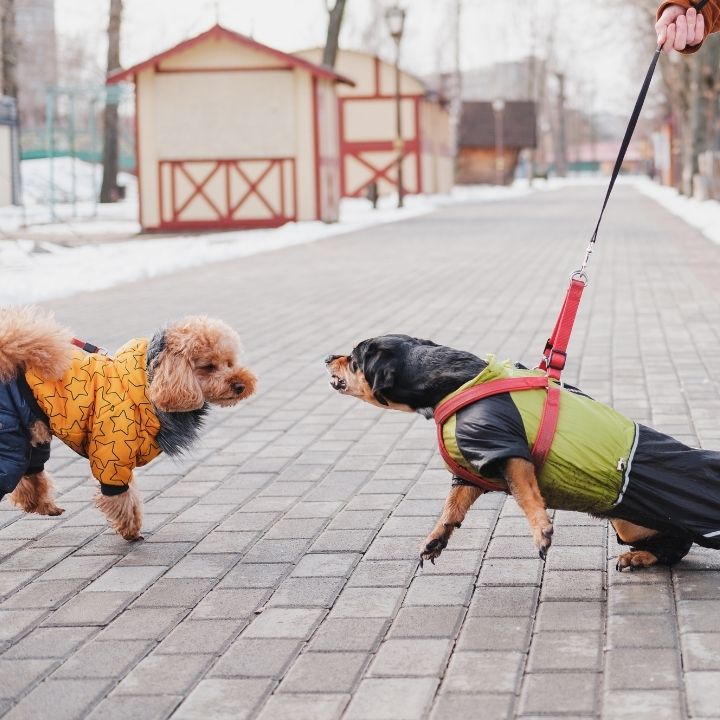 Handling Onlead Aggression suzanneclothier