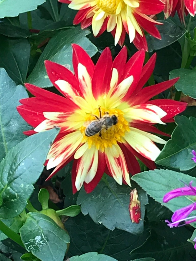 Honey Production Suzbees