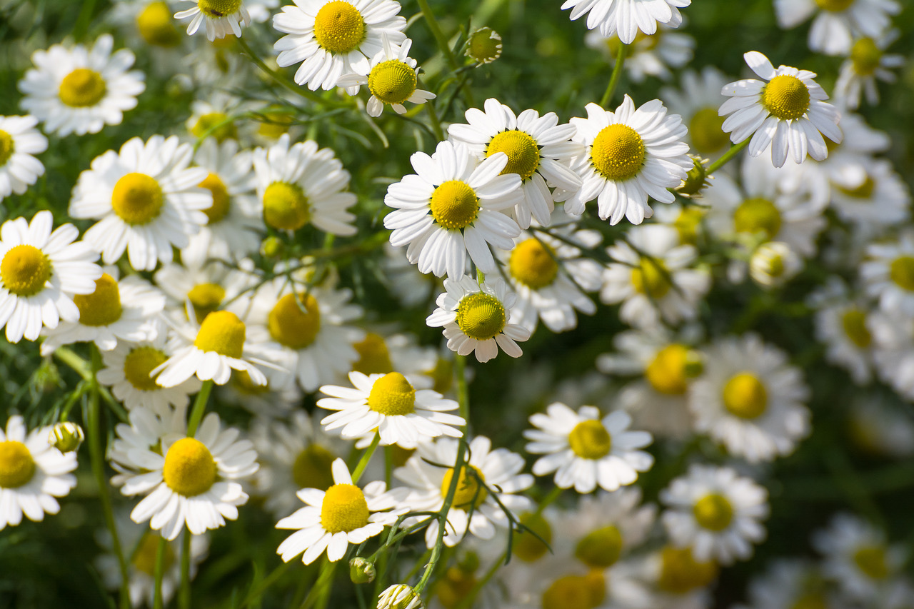 3 Reasons Chamomile Helps Arthritis, Blood Thinning and Oral Pain