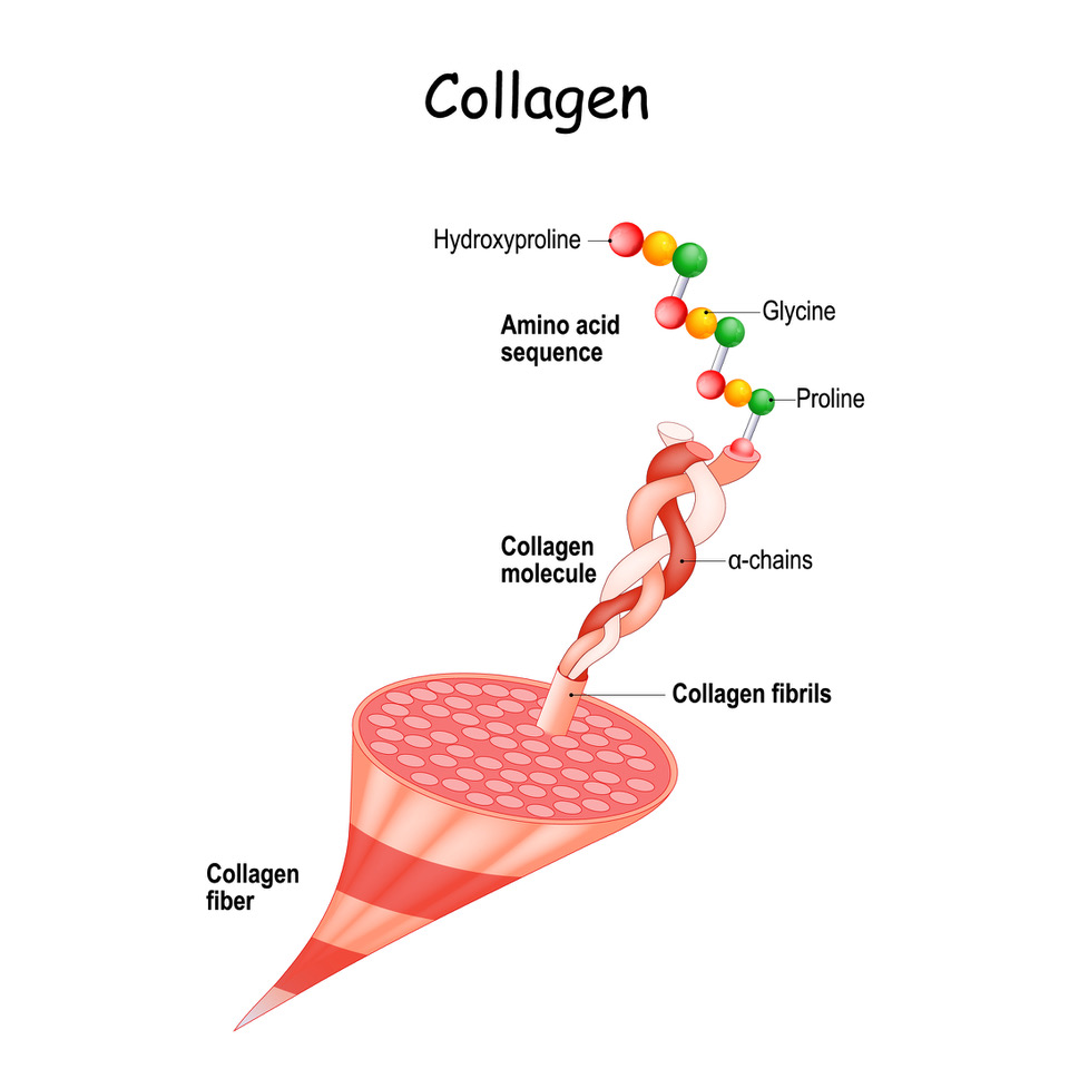 Clearing the Confusion About the Types of Collagen Suzy Cohen, RPh