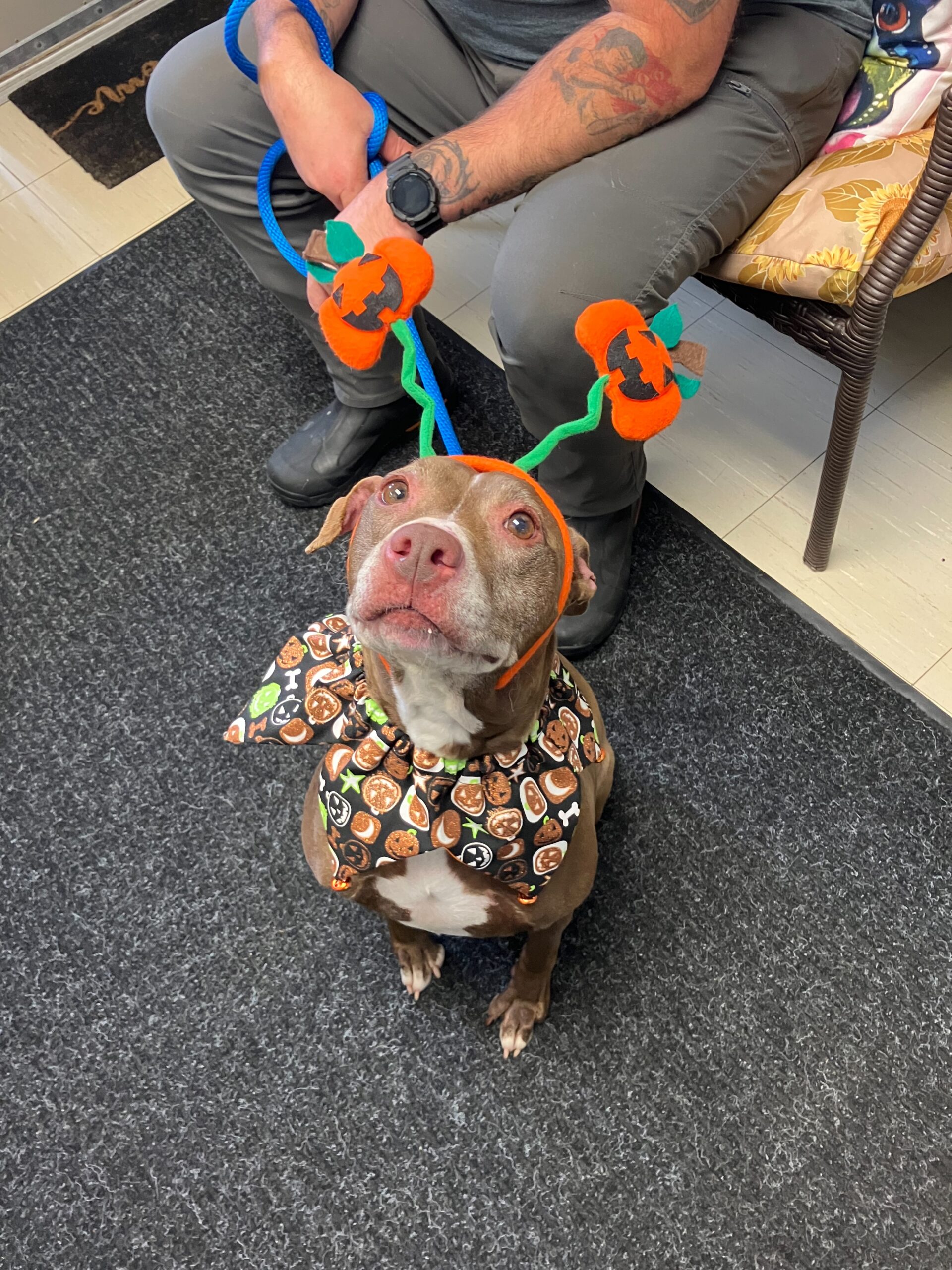 Adoption Shenango Valley Animal Shelter