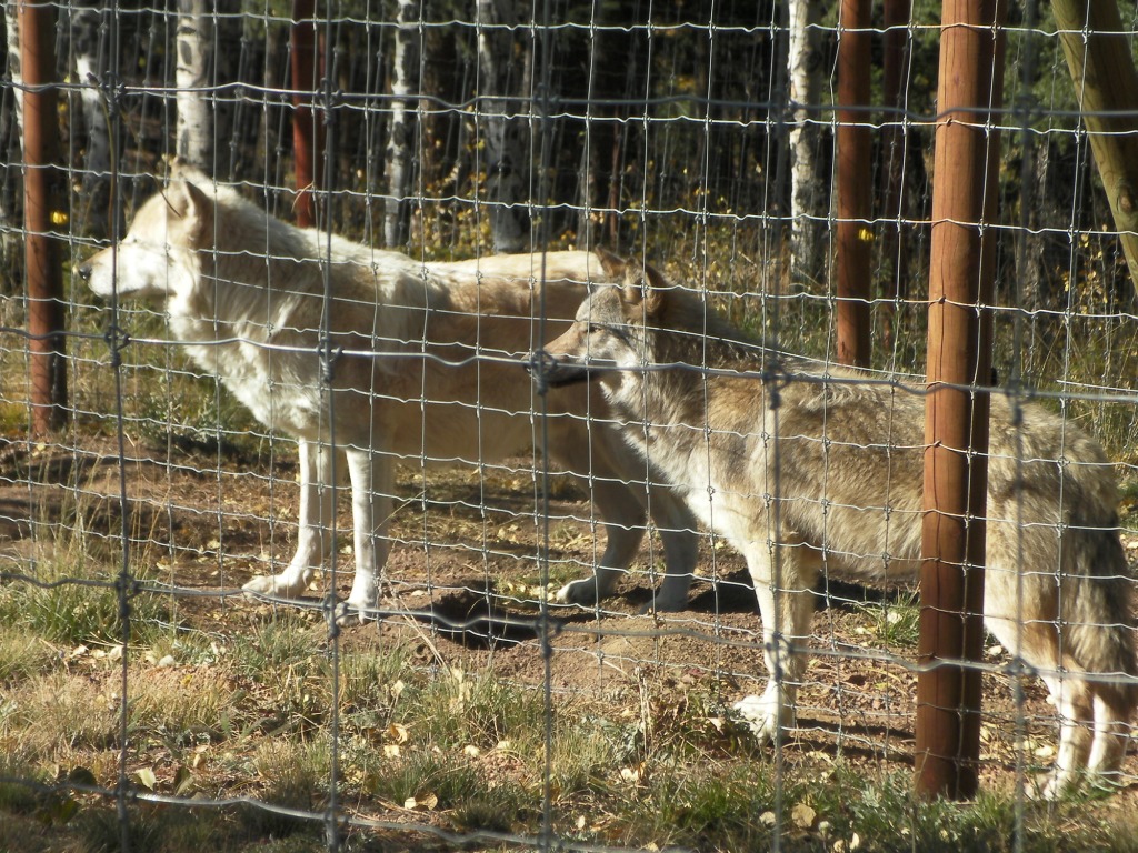 Colorado Wolf and Wildlife Center Alegria