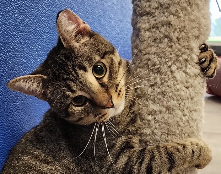 Souris Valley Animal Shelter Minot, North Dakota