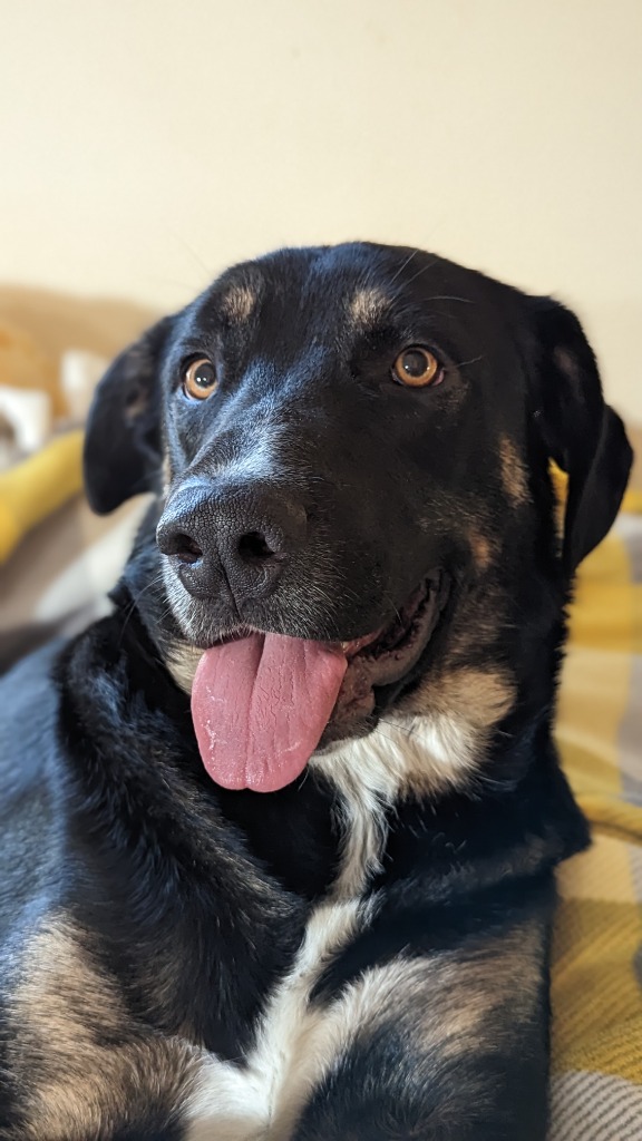 Junior Souris Valley Animal Shelter