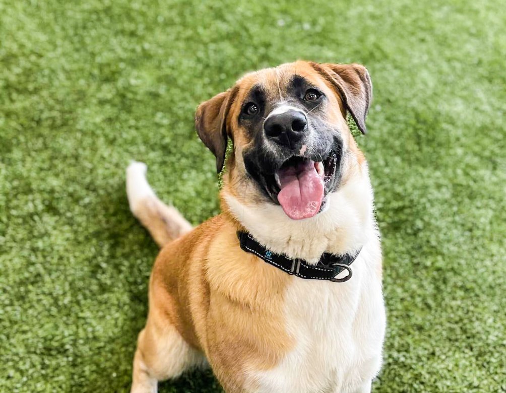 Souris Valley Animal Shelter Minot, North Dakota