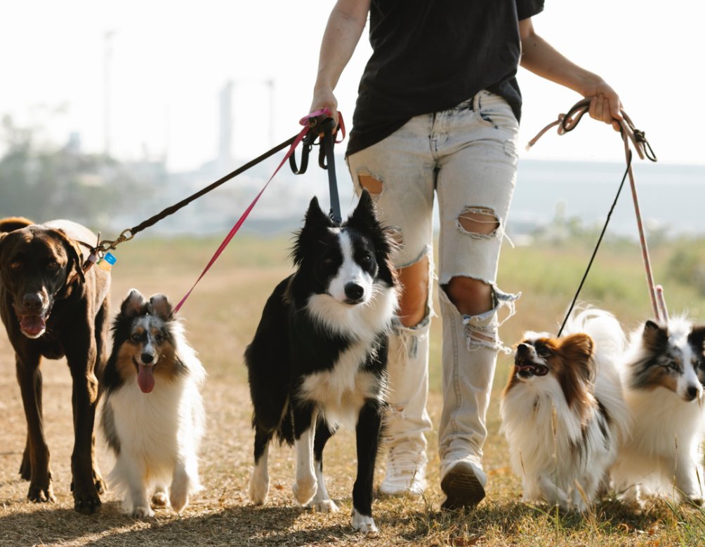 Souris Valley Animal Shelter Minot, North Dakota