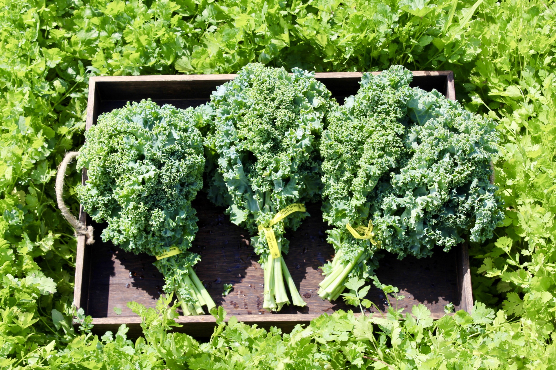 Organic Bundle of Green Kale Sun Valley Farms