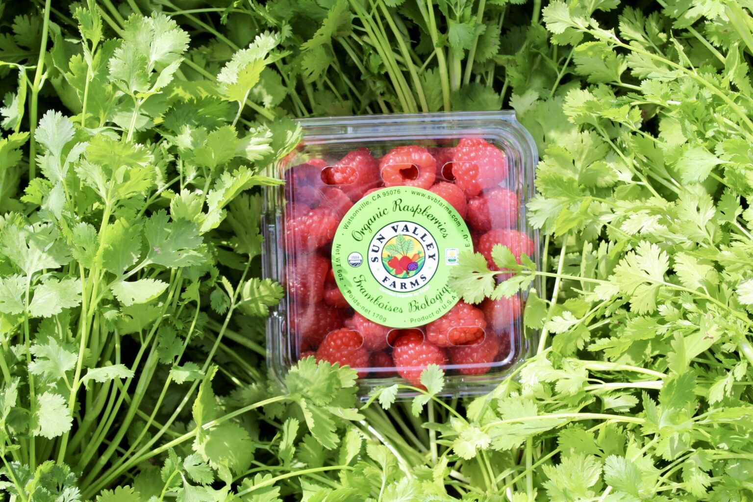 Organic Clamshell of Raspberries Sun Valley Farms