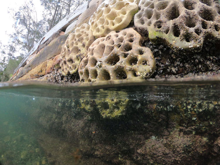 Green Seawalls in Sydney Harbour • Concrete seawall modules by SVC Urban