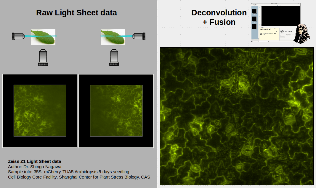 Lattice Light Sheet Microscopy Zeiss Shelly Lighting