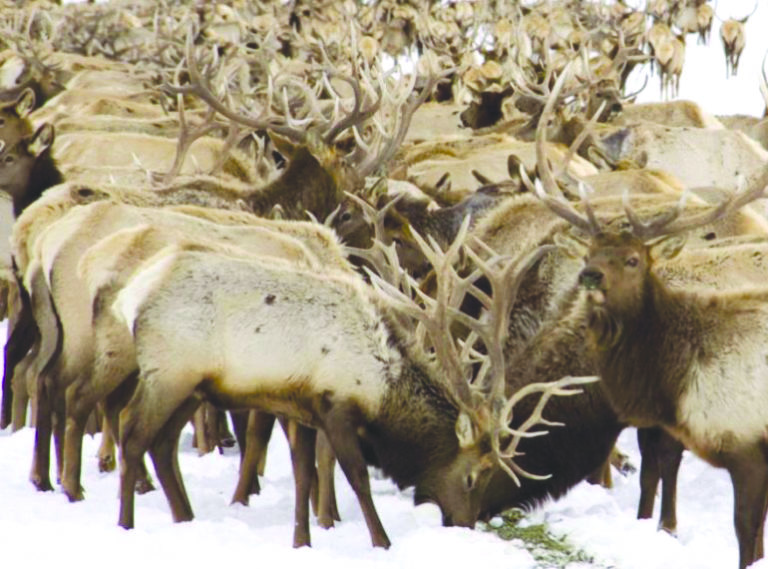Phase II of Elk Feedground collaborative process begins this month