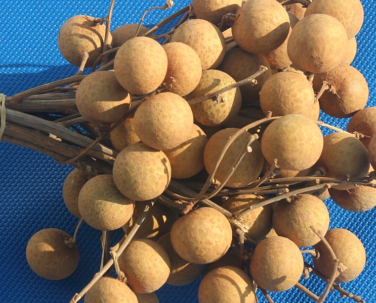 Southeast Asia Flora