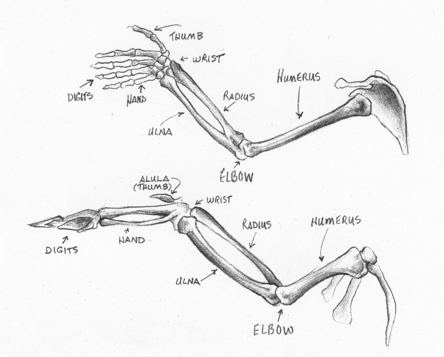 Turkey Skeleton Anatomy