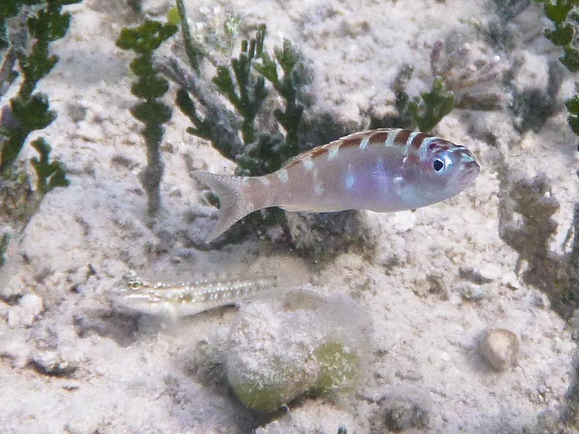 Chalk bass & bridled goby East of the Equator M&M