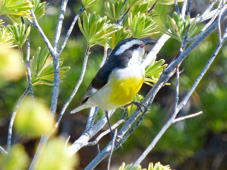 Bird watching East of the Equator M&M