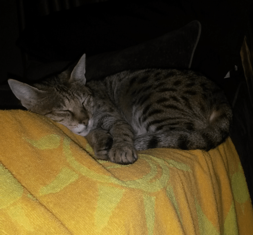 20 Top Images Savannah Cat Adoption / How is Our Newest Savannah Cat