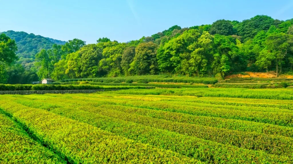 Madhuvan Farms by SVR Farms SVR Farms