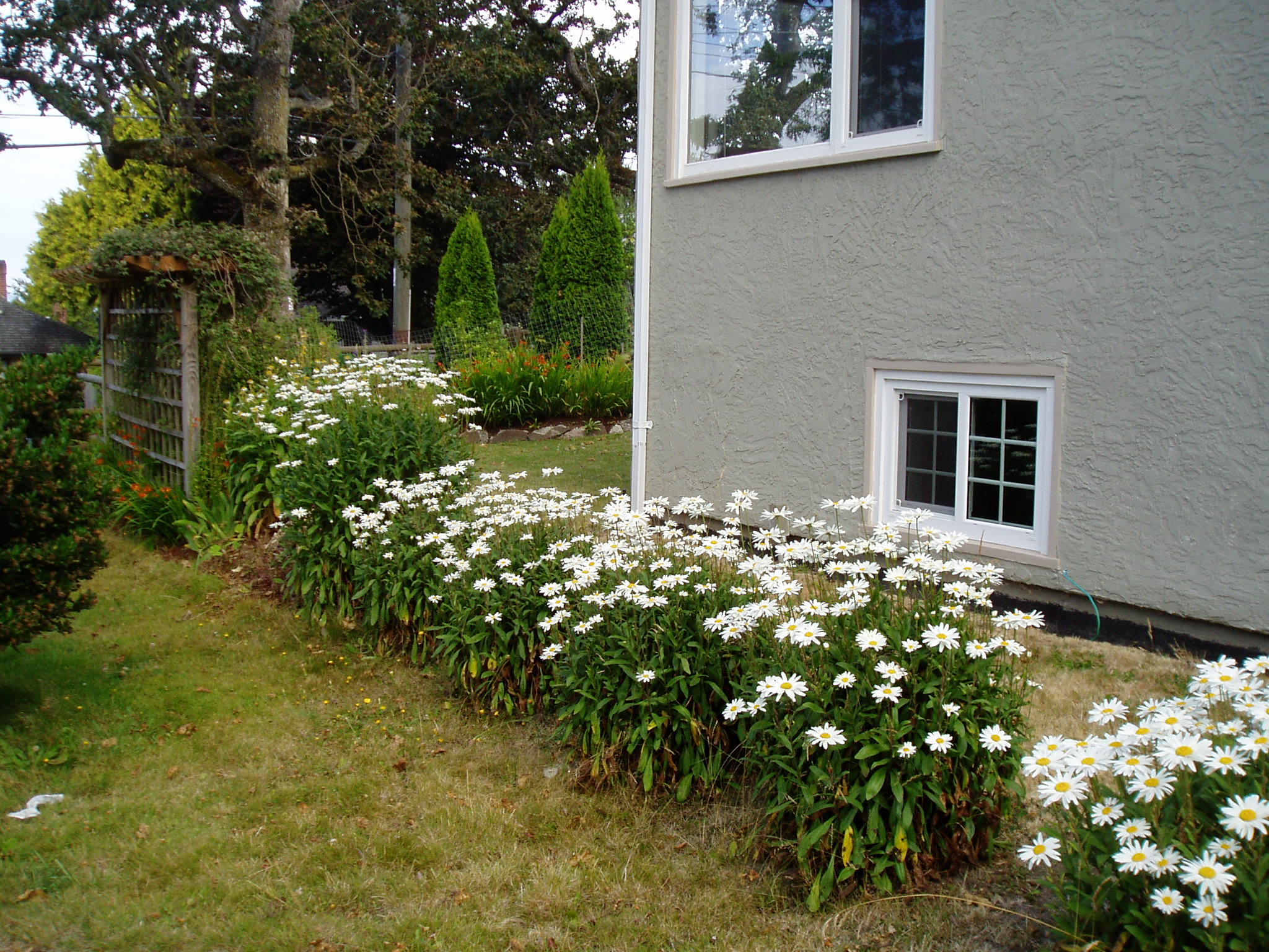 Summer’s Shasta Daisy Garden Variety Life